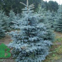 Ель колючая (Picea pungens)