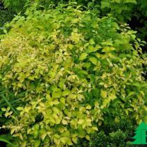 Чубушник венечный "Ауреус" (Philadelphus coronaris Aureus)