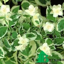 Чубушник венечный "Вариегата" (Philadelphus coronaris Variegatus)