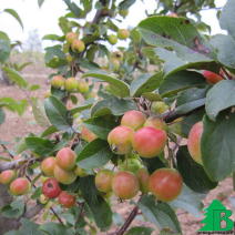 Яблоня декоративная "Эверестис" (Malus Everest)