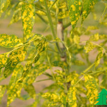 Ясень пенсильванский "Аукубифолия" (Fraxinus pennsylvanica Aucubifolia)