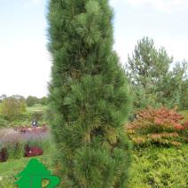 Сосна обыкновенная "Фастигиата" (Pinus sylvestris Fastigiata)