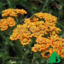 Тысячелистник обыкновенный "Терракота" (Achillea millefolium Terracotta)