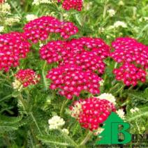 Тысячелистник обыкновенный "Церайс Квин" (Achillea millefolium Cerise Queen)