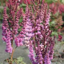 Астильба китайская "Пумила" (Astilbe chinensis Pumila)