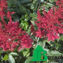 Астильба Арендса "Аугуст Лигхт" (Astilbe arendsii August Light)