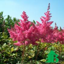 Астильба "Арендса Федерзее" (Astilbe arendsii Federsee)