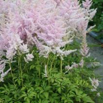 Астильба Арендса "Гиацинт" (Astilbe arendsii Hyazinth)