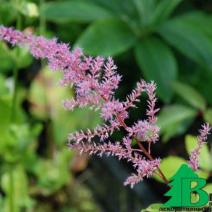 Астильба Арендса "Марс" (Astilbe arendsii Mars)