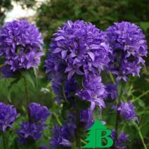 Колокольчик скученный (Campanula glomerata)