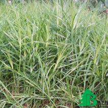 Осока пальмолистная (Carex muskingumensis)