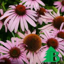 Эхинацея пурпурная (Echinacea purpurea)