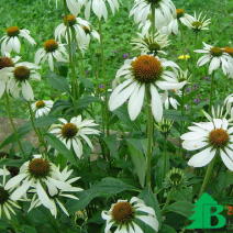 Эхинацея пурпурная "Альба" (Echinacea purpurea Alba)