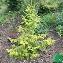 Ель сербская "Ауреа" (Picea omorica Aurea)