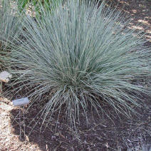 Овсянница сизая (Festuca glauca)