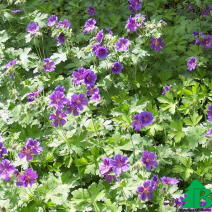 Герань гималайская (Geranium himalayense)