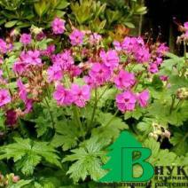 Герань крупнокорневищная "Беванс Вариет" (Geranium macrorrhizum Bevan`s Variety)