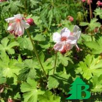 Герань крупнокорневищная "Спессарт" (Geranium macrorrhizum Spessart)