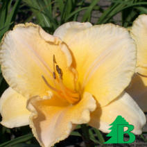 Лилейник гибридный "Астолат" (Hemerocallis hybrida Astolat)