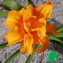 Лилейник гибридный "Бандолеро" (Hemerocallis hybrida Bandolero)