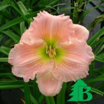 Лилейник гибридный "Барбара Митчелл" (Hemerocallis hybrida Barbara Mitchell)