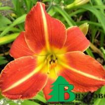 Лилейник гибридный "Чевонки" (Hemerocallis hybrida Chewonki)