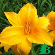 Лилейник гибридный "Чикаго Санрайз" (Hemerocallis hybrida Chicago Sunrise)