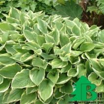 Хоста Форчуна "Ауреомаргината" (Hosta fortunei Aureomarginata)