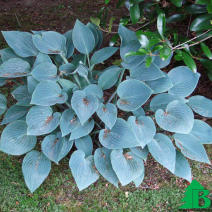 Хоста гибридная "Блю Кадет" (Hosta hybrida Blue Cadet)