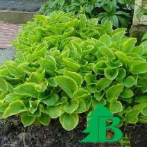 Хоста гибридная "Голден Тиара" (Hosta hybrida Golden Tiara)