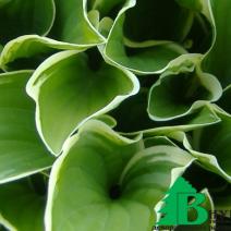 Хоста гибридная "Регал Сплендор" (Hosta hybrida Regal Splendour)