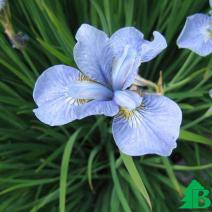 Ирис сибирский "Кембридж" (Iris sibirica Cambridge)