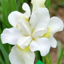 Ирис сибирский "Галз Винг" (Iris sibirica Gull"s Wing)