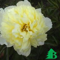 Пион молочноцветковый  "Примевере" (Paeonia Lactiflora Hubriden Primevere)