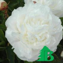 Пион молочноцветковый "Mари Лемуан" (Paeonia Lactiflora Hybriden Marie Lemoine)