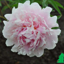 Пион молочноцветковый "Леди Александра Дафф" (Paeonia Lactiflora Hybriden Lady Alexandra Duff)