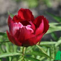 Пион молочноцветковый ''Эрли Скаут'' (Paeonia Early Scout)