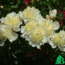 Пион молочноцветковый "Лаура Дессерт" (Paeonia Lactiflora Hybriden Laura Dessert)