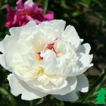 Пион молочноцветковый "Соланж" (Paeonia Lactiflora Hybriden Solange)