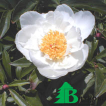 Пион молочноцветковый "Вайт вингз" (Paeonia Lactiflora Hybriden White Wings)