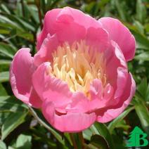 Пион молочноцветковый "Владислава" (Paeonia Lactiflora Hybriden Wladyslawa)