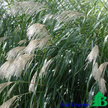 Мискантус гигантский (Miscanthus giganteus)