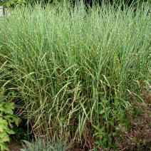 Мискантус китайский "Стриктус" (Miscanthus sinensis Strictus)