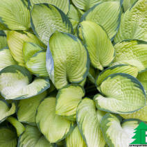 Хоста гибридная "Голд Стандарт" (Hosta hybrida Gold Standard)