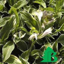 Хоста гибридная "Моерхейм" (Hosta hybride Moerheim)