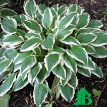 Хоста волнистая "Альбомаргината" (Hosta undulata Albomarginata)