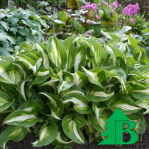 Хоста волнистая "Медиовариегата" (Hosta Undulata Mediovariegata)