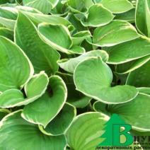 Хоста гибридная "Грин Голд" (Hosta hybrida Green Gold)