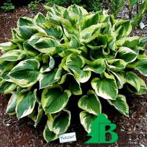 Хоста гибридная "Твайлайт" (Hosta hybrida Twilight)