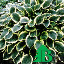 Хоста гибридная "Со Свит" (Hosta hybrida So Sweet)